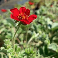 Potentilla atrosanguinea 